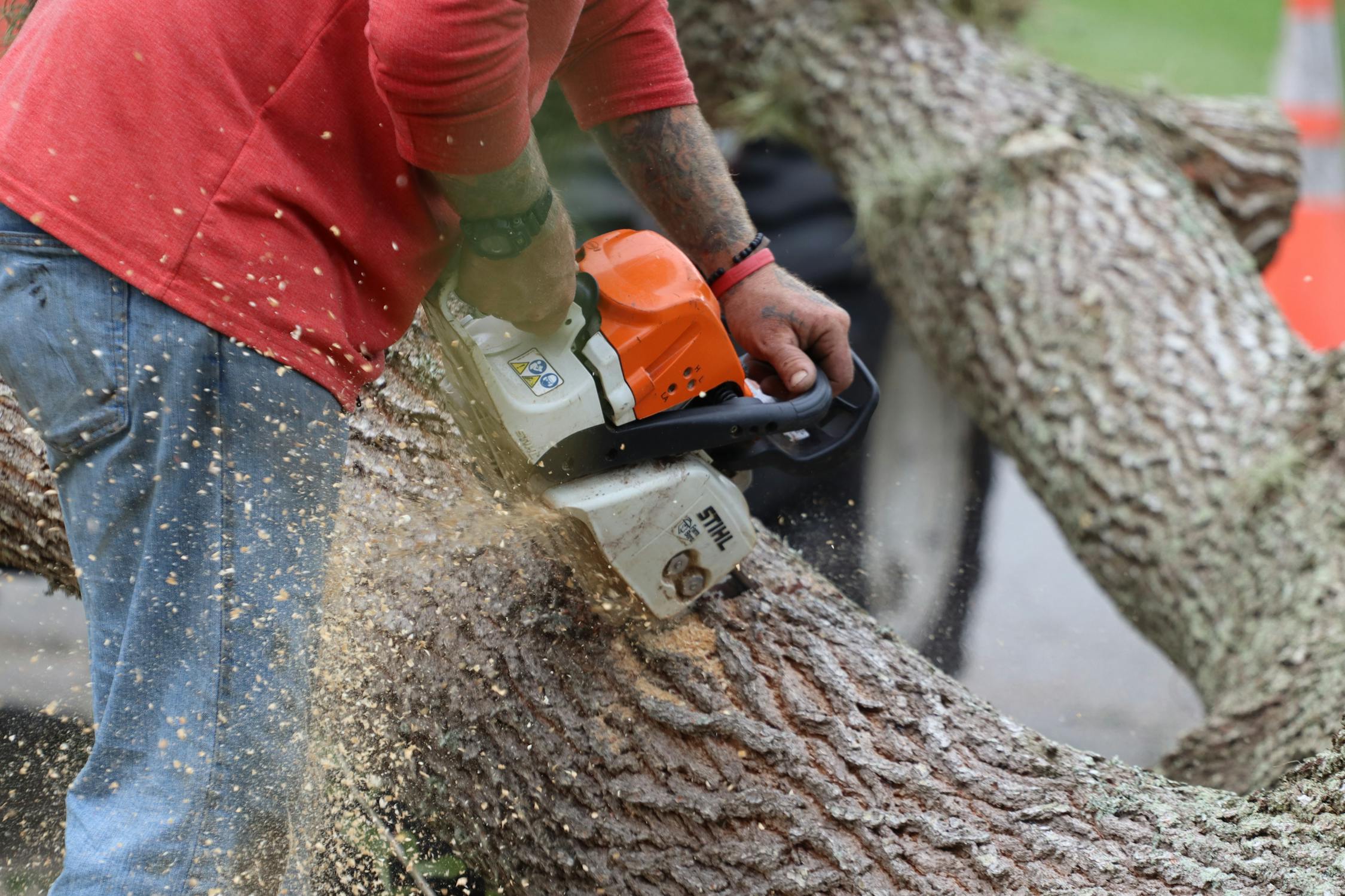 Tree removal